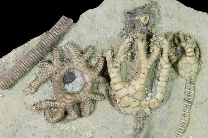 Three Species of Crinoids on One Plate - Crawfordsville, Indiana #150445